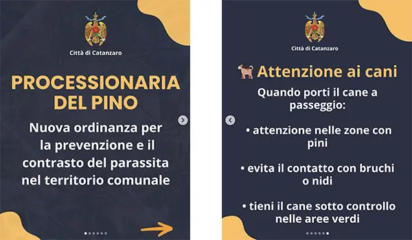 Processionaria a Catanzaro: scatta l’ordinanza del sindaco, controlli nei parchi e nelle scuole