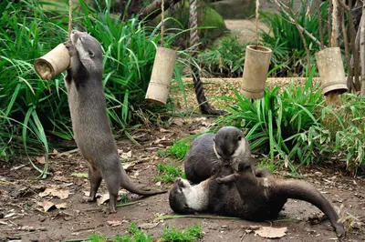 4, 11 e 18 ottobre al Bioparco giornate su protezione delle zone umide