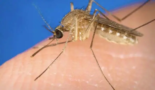 Allarme West Nile nel Lazio: 21 casi confermati a Latina, due in terapia intensiva