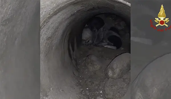 Cosenza, salvati due cuccioli e la madre intrappolati in una tubatura: intervento complesso dei Vvf