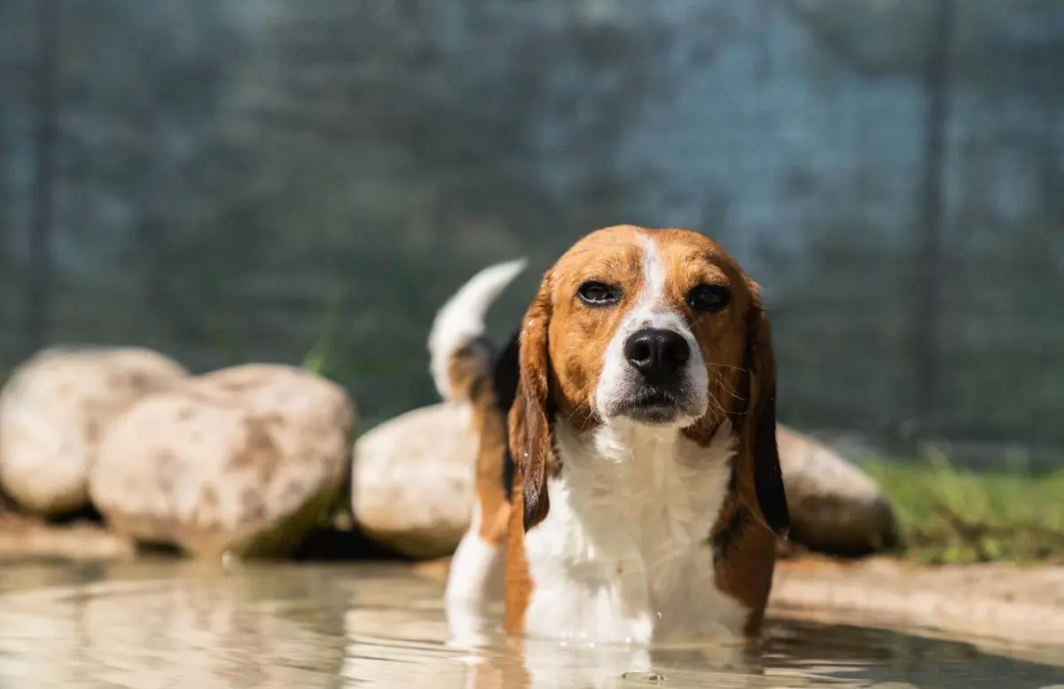 Beagle Nightmare: denunciata multinazionale farmaceutica per maltrattamenti animali