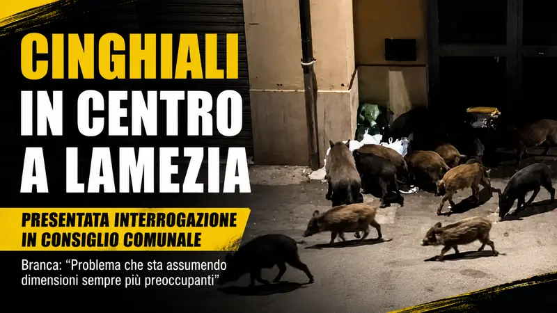 Cinghiali tra le strade di Lamezia Terme, cresce la preoccupazione dei cittadini