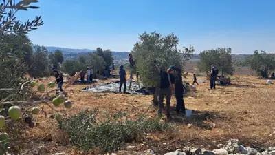 Aggressione a fotografo AFP in Cisgiordania durante la raccolta delle olive