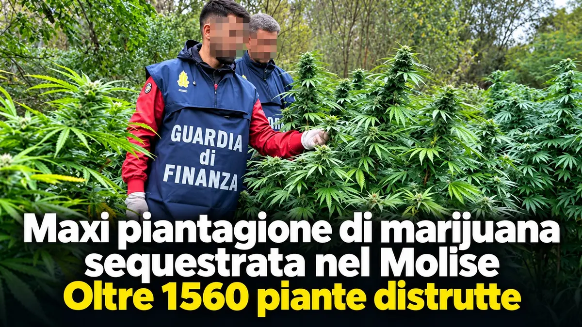 Maxi piantagione di marijuana sequestrata nel Molise: oltre 1560 piante distrutte