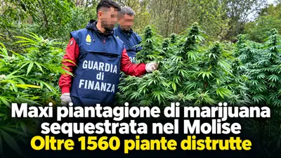 Maxi piantagione di marijuana sequestrata nel Molise: oltre 1560 piante distrutte