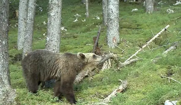 Orso avvistato a Cadine, donna soccorsa nei boschi del Trentino