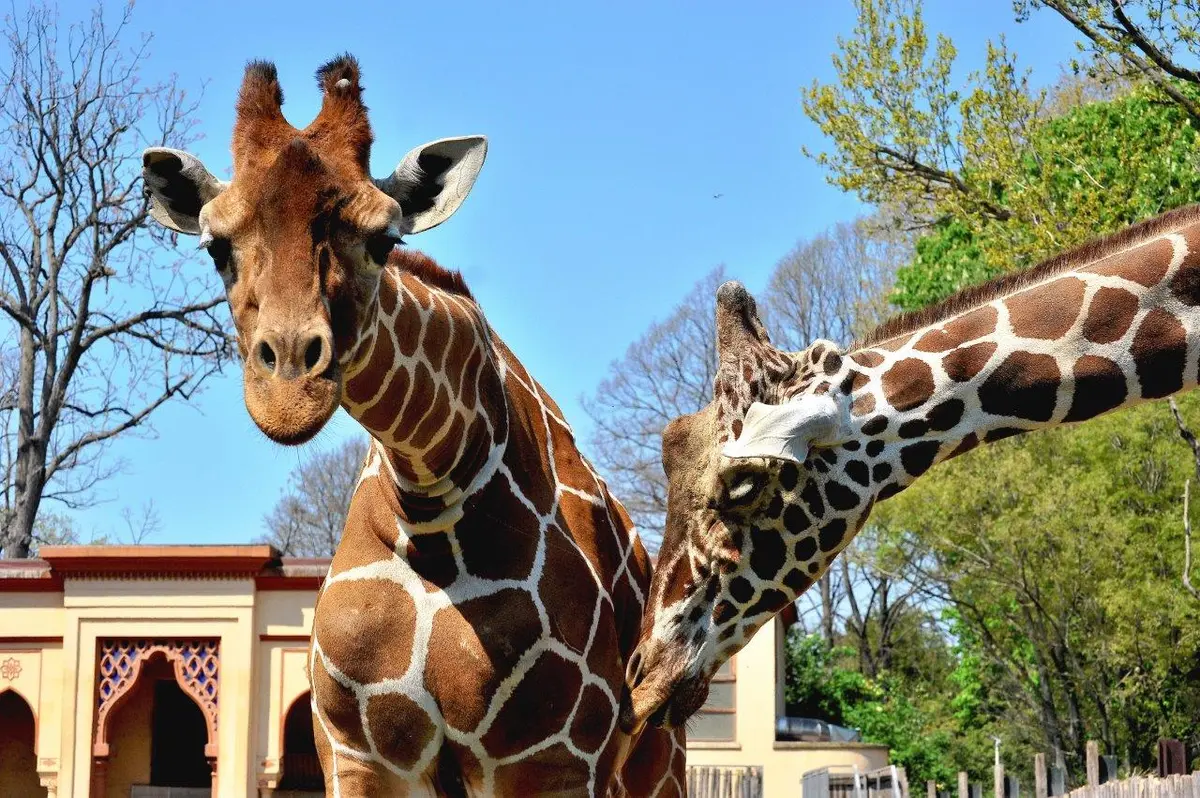 Domenica 15 febbraio Darwin day e promozione Carnevale al Bioparco di Roma