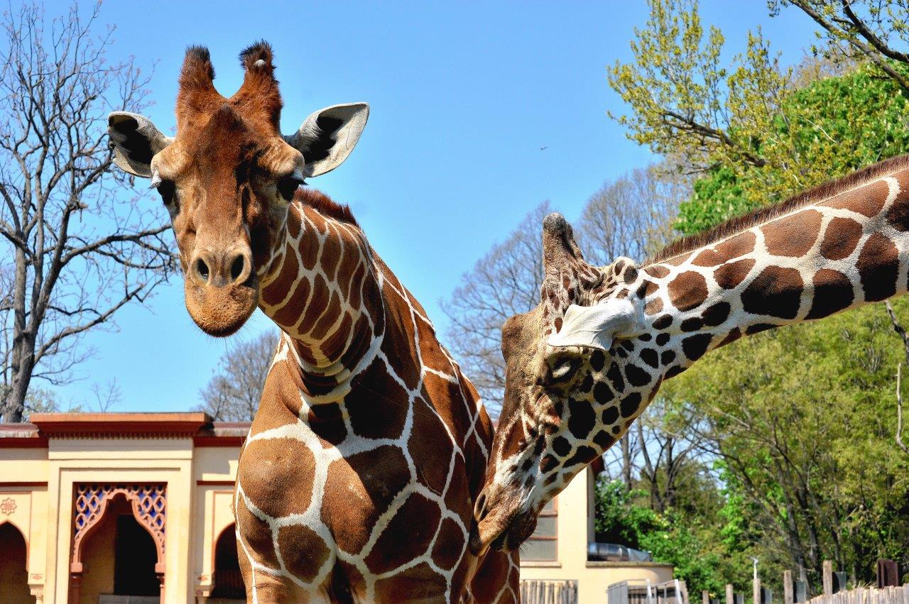 Domenica 15 febbraio Darwin day e promozione Carnevale al Bioparco di Roma