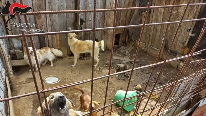 Cani detenuti in condizioni disumane a San Giovanni in Fiore: denunciata una donna