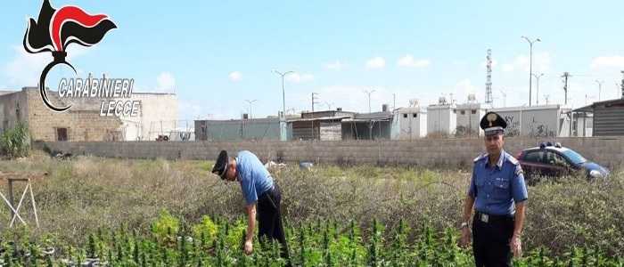 Scoperta piantagione di marijuana alle porte di Lecce