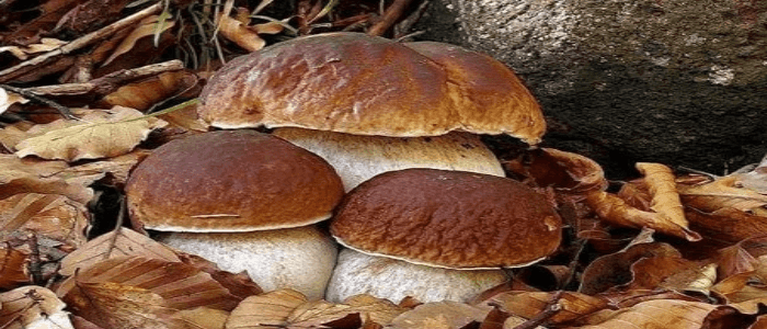 VVF: Cercatori di funghi e trekking nei boschi, consigli pratici