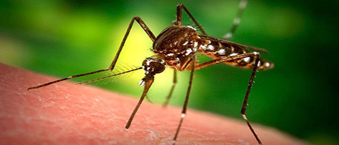 Allarme Virus West Nile? Caso in Alto Adige, infettato turista veneto