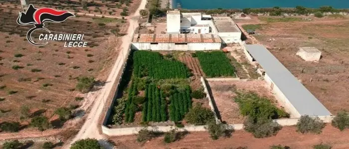 Lecce, sequestrate 2mila piante di marijuana