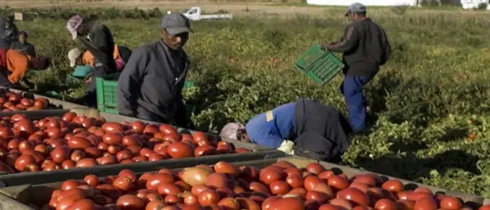 Tra campi, baraccopoli e caporalato nel Foggiano