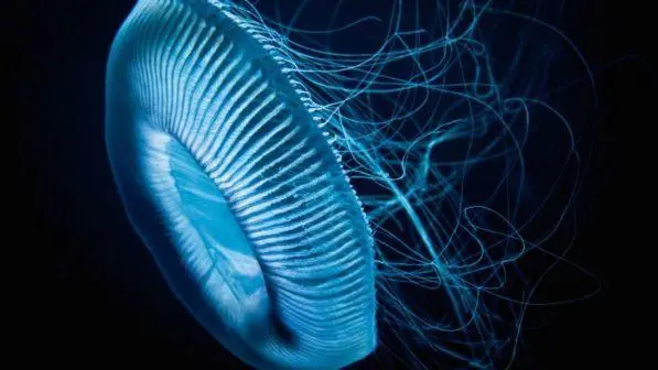 Bambina italiana uccisa da una medusa nelle Filippine