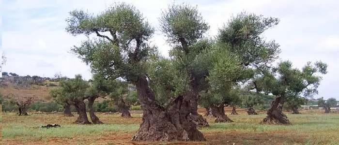 A Giovinazzo rubati ulivi secolari