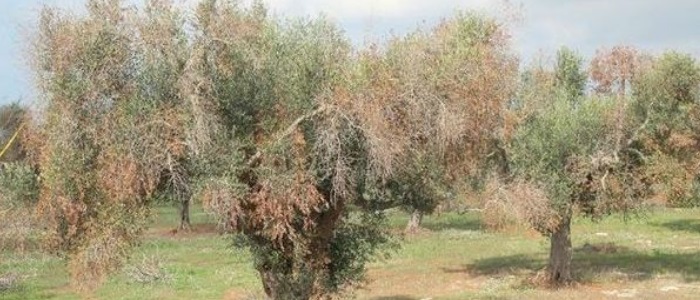 Xylella: Centinaio: vera pestilenza - chi non sa si renda conto