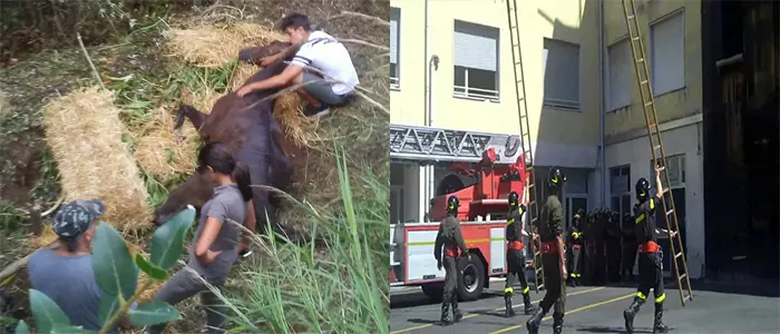 I VVF non spengono solo incendi. Cavallo precipita in un fosso, salvato dai Vigili del Fuoco