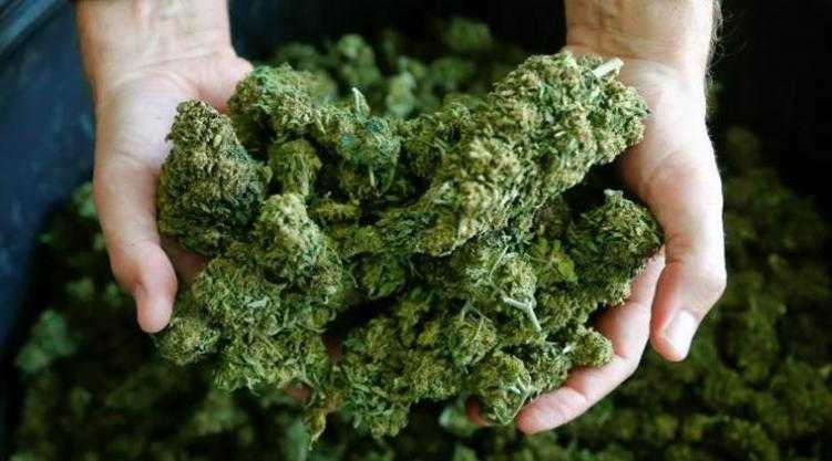 Consiglio Superiore della Sanità dice no alla libera vendita della cannabis light