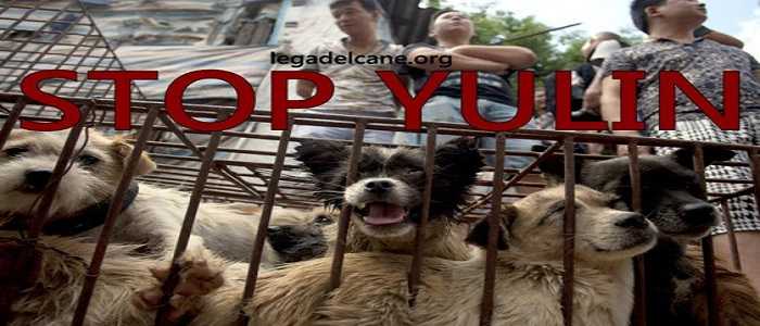 Il massacro di Yulin - oltre 10.000 cani trucidati nelle maniere più crudeli