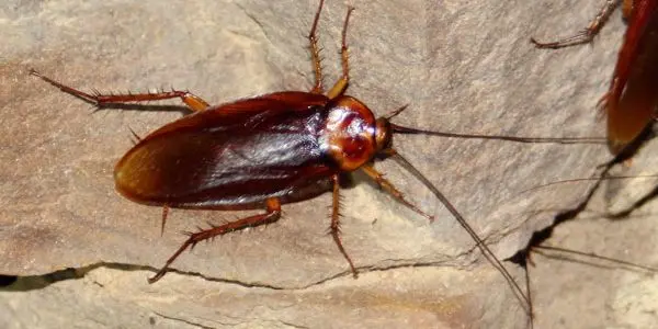L'invasione delle Blatte