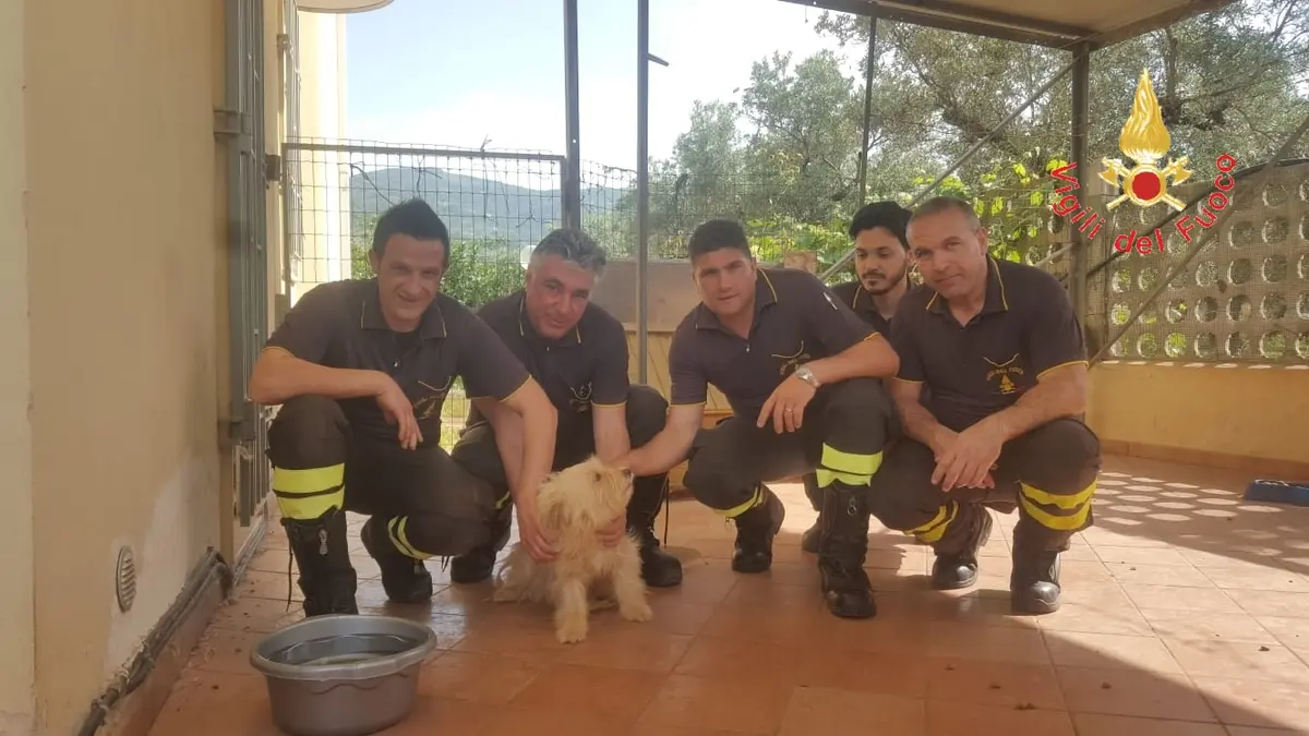 Un povero cagnolino incastraro sotto un lastrone, tempestivo l'intervento dei VVF