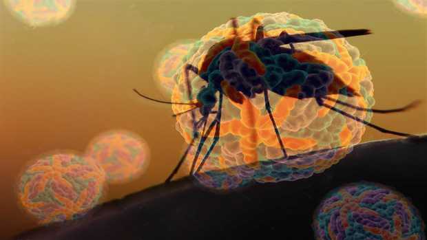 Salute: virus Dengue si trasmette anche per via sessuale