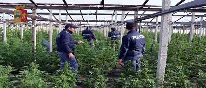 Droga: scoperta serra con 6 tonnellate cannabis tra pomodori
