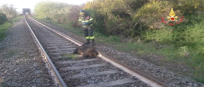 SOS cinghiali in Calabria, un'emergenza annunciata "Coldiretti, Regione intervenga"