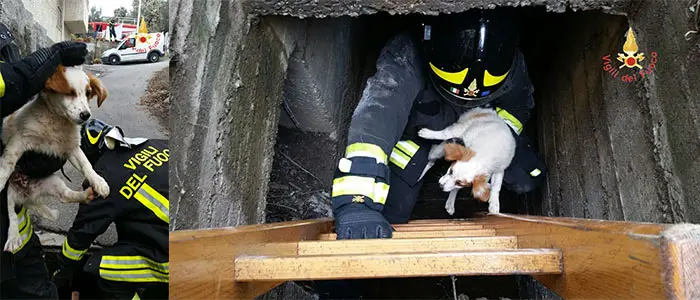 Salvataggio di un piccolo cagnolino grazie all'interventi dei VVF - Foto