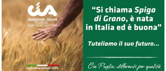 Grano duro, gli agricoltori pugliesi denunciano: "Un quintale pagato come 8 kg di pane"