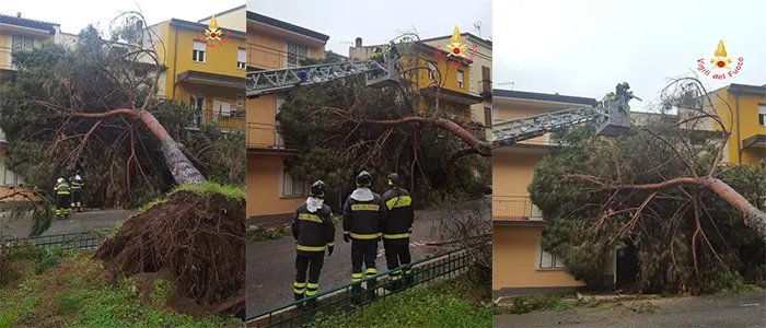 Albero cade su strada, tanta paura, intervento dei VVF nel Catanzarese (Foto)