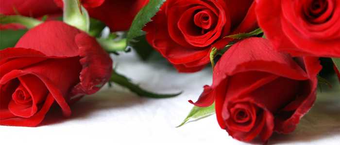 San Valentino, per la Coldiretti i fiori sono il regalo preferito dagli italiani