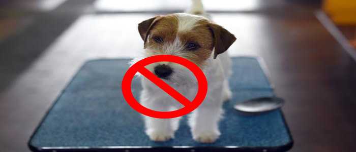 Comune vieta cani in bar e ristoranti "multe fino a 500 euro"