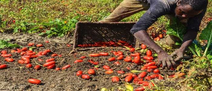 Blitz anti caporalato in provincia di Siracusa: lavoratori pagati 10 euro a giornata