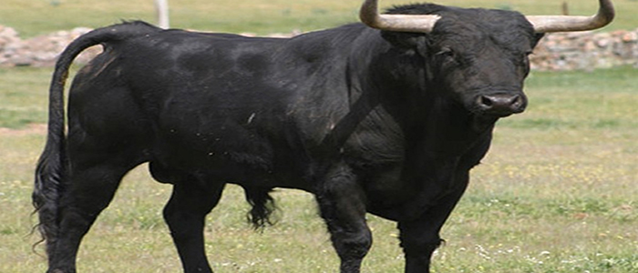 Cacciatore attaccato da un toro finisce in dirupo, e' grave