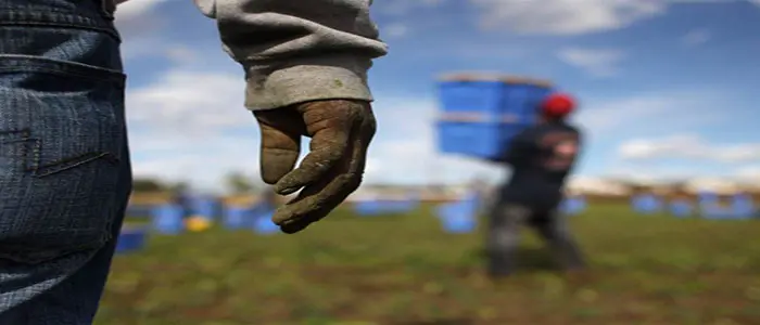 Caporalato: scoperti mille lavoratori irregolari, 59 denunce