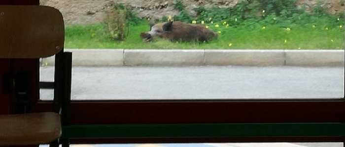 Palermo, cinghiale fa irruzione alla scuola elementare "Caponetto"