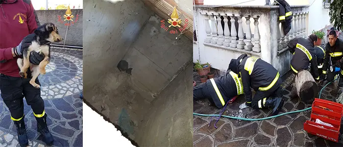 Catanzaro i VVF recupero cucciolo, "una storia finita bene" (Foto)