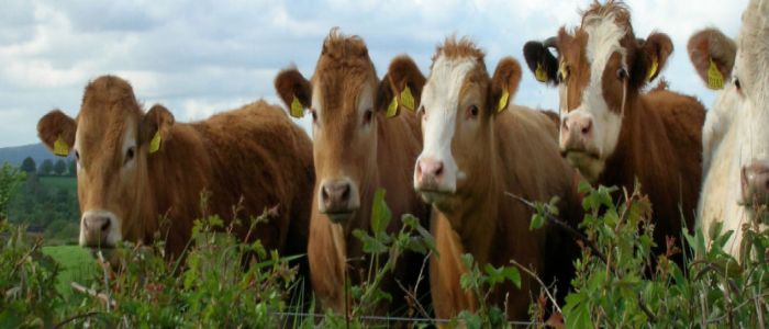 16 anni dopo, la Cina rimuove il bando sulla carne bovina italiana