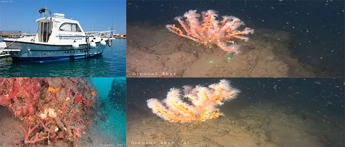 Marine Strategy: scoperta sensazionale nella baia di Nicotera(Foto)