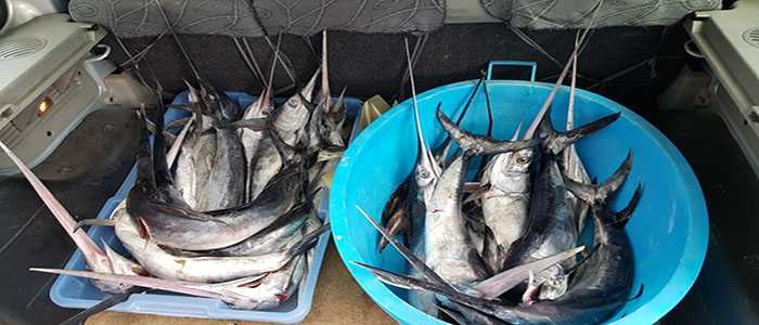 Sicurezza alimentare: blitz a Palermo, sequestri di pesce spada