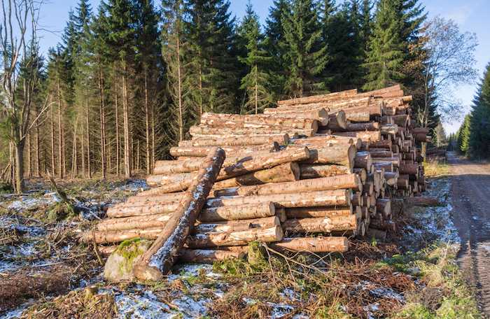 Greenpeace: "Distrutte foreste del nord-Europa per fazzoletti di carta"