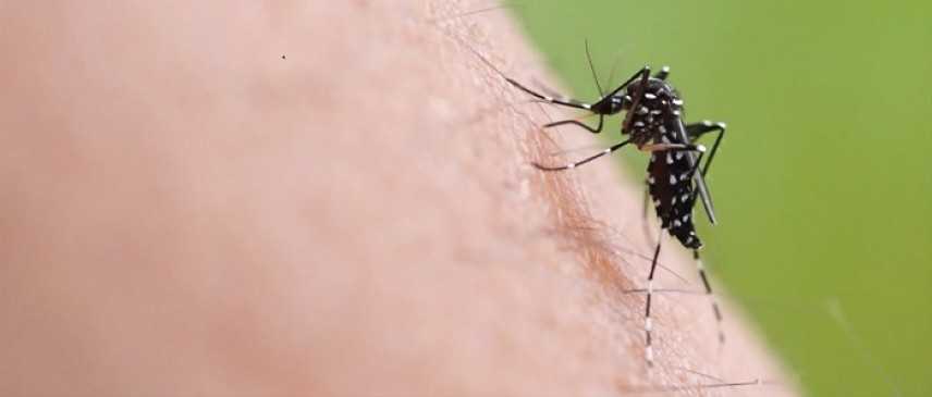 Anzio, tre casi di Chikungunya: stop alle donazioni di sangue