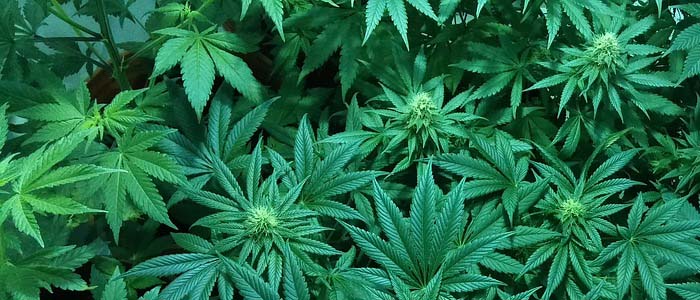Reggio Calabria: ancora un arresto per detenzione di marijuana