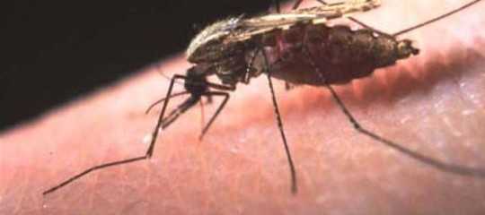 Bimba morta di malaria: ipotesi omicidio colposo