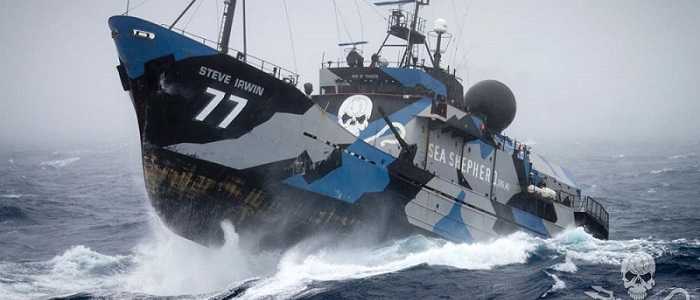 Giappone a caccia di balene, Sea Shepherd si arrende
