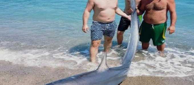 Crotone, esce in barca e pesca uno squalo volpe di 200 kg