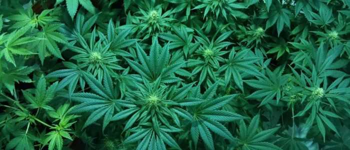 Cosenza, scoperta piantagione marijuana: un arresto
