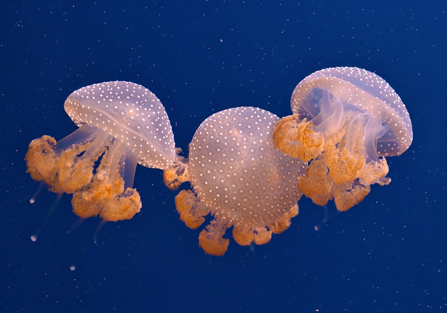 Meduse, i rimedi contro l'invasione ed i possibili usi